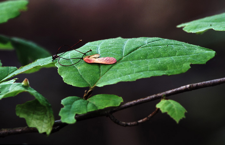 leaf_support.jpg