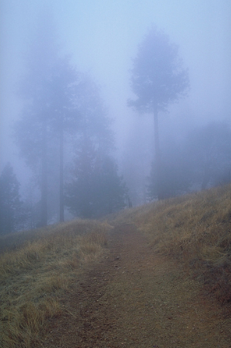 misty_trail.jpg