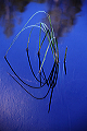 arched_reed