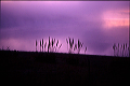crystal_spring_weeds