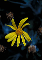 davis_daisy