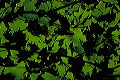 green_leaves