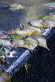 leaves_on_edge