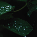 leaves_with_drops