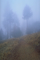 misty_trail