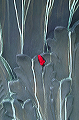 red_yarn