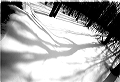 tree_shadow