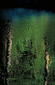 two_tree_reflection