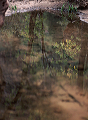 zion_tree_reflection