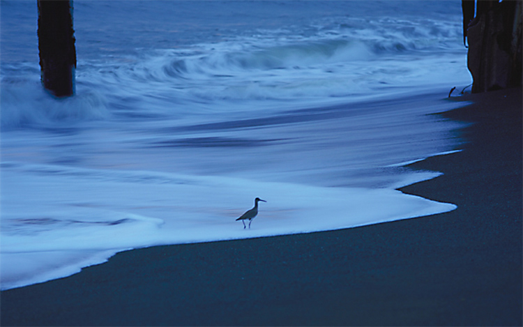 bird_in_surf.jpg