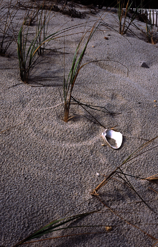 circles_in_the_sand.jpg