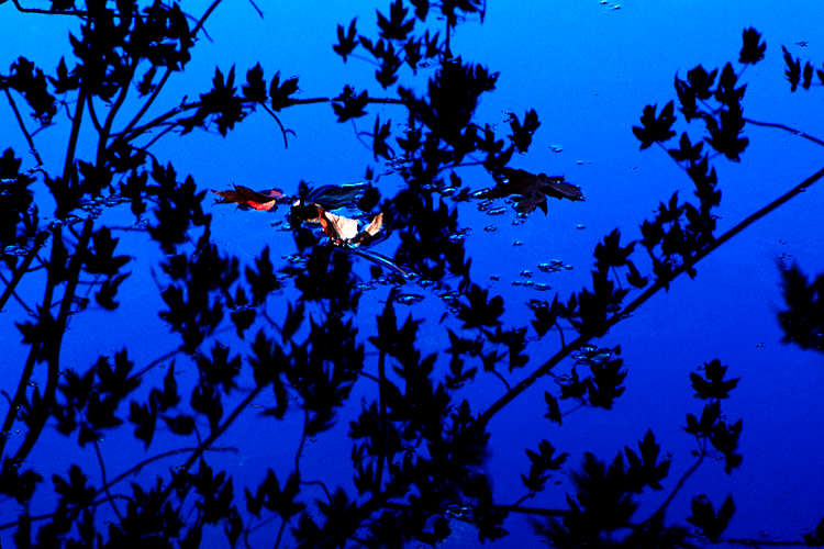 fall_leaves_floating.jpg