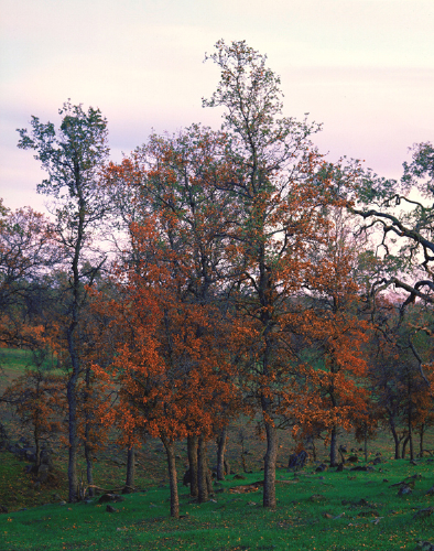 fall_oaks_at_twilight.jpg