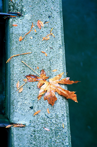 leaf_on_wall.jpg