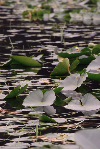 lilies_up_close.jpg