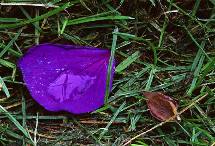 purple_petal.jpg
