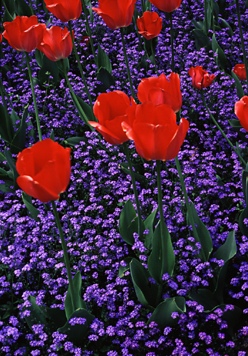 red_tulips.jpg