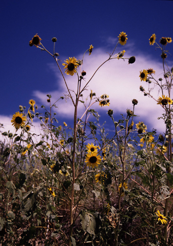 small_sunflowers.jpg