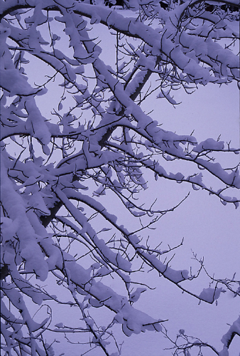 snow_limbs.jpg