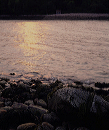 acadia_shore