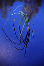 arched_reed