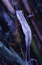bamboo_shoot