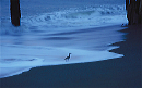 bird_in_surf