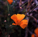 ca_poppy