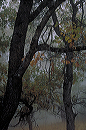 coe_trees