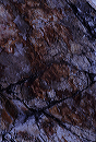cracked