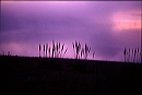 crystal_spring_weeds