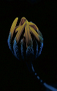 daisy_bud