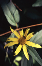 daisy_with_bugs