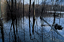dali_s_pond