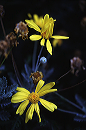 dancing_daisies