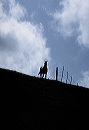 dark_horse