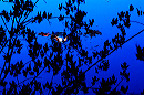 fall_leaves_floating