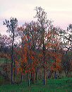 fall_oaks_at_twilight