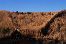 fenced_grass