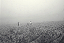 foggy_field_work