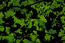 green_leaves