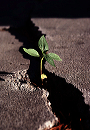 growing