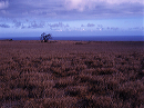 hawiian_prairie