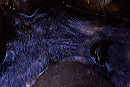 heart_rock