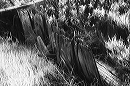 infrared_wood