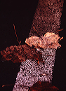 leaves_on_line