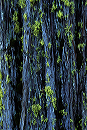 living_bark