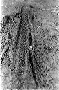 lone_acorn