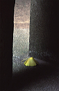 lone_ginkgo