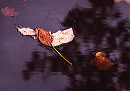 parking_lot_in_fall